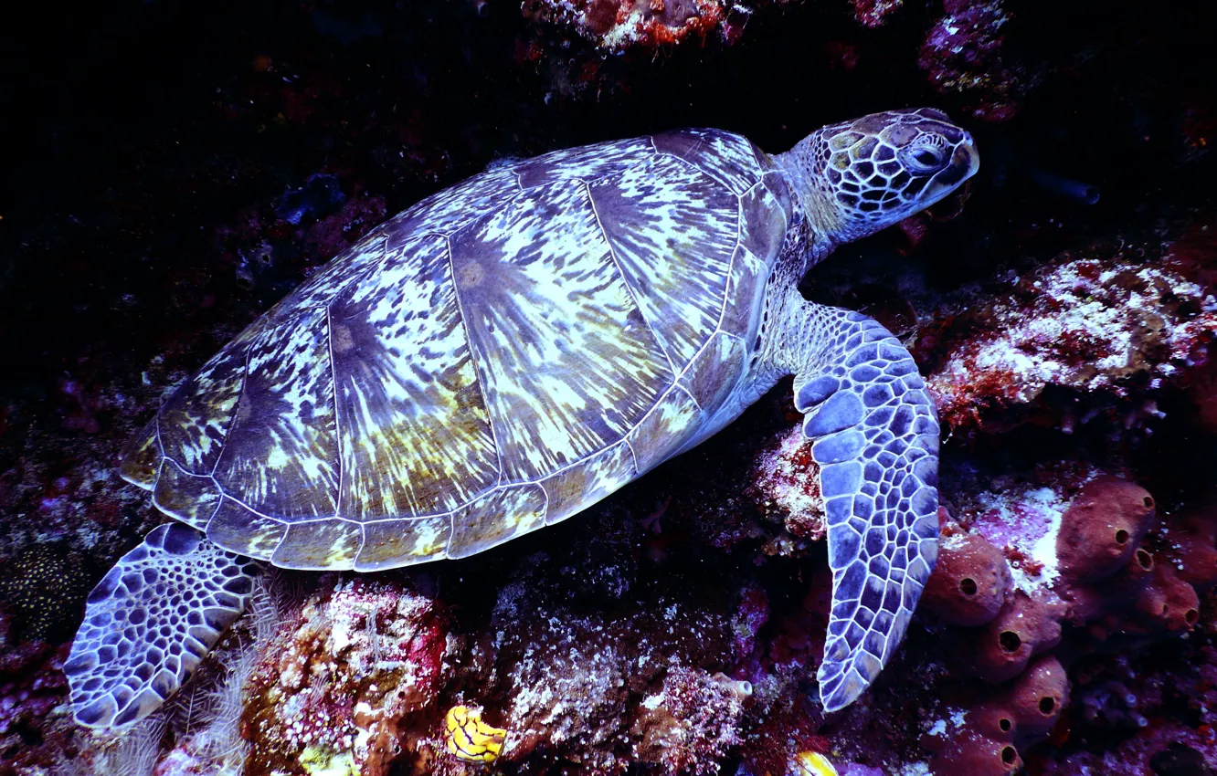 Photo wallpaper corals, underwater world, sea turtle, shell, shell, corals, underwater world, sea turtle