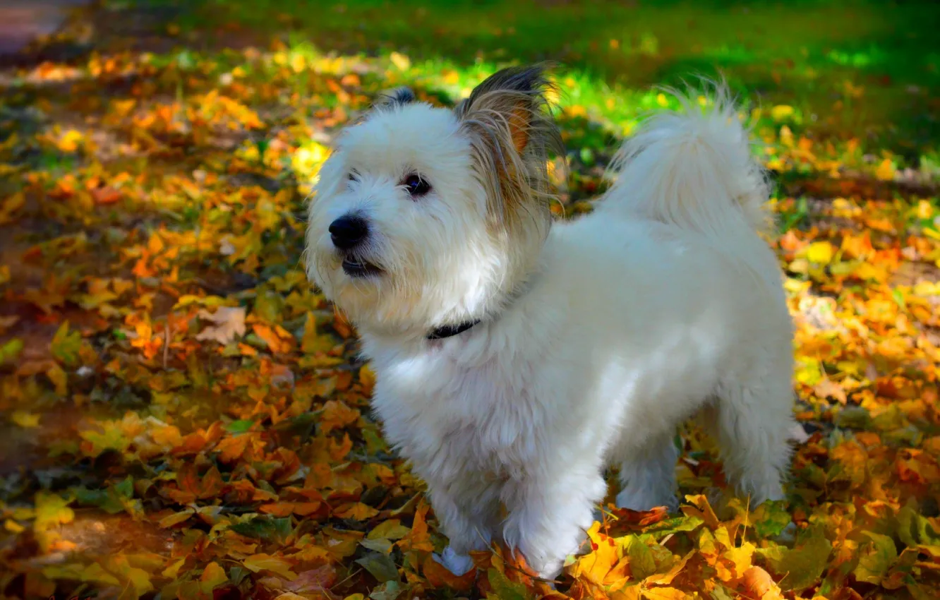 Photo wallpaper Autumn, Dog, Dog, Fall, Foliage, Autumn, Leaves, The West highland white Terrier