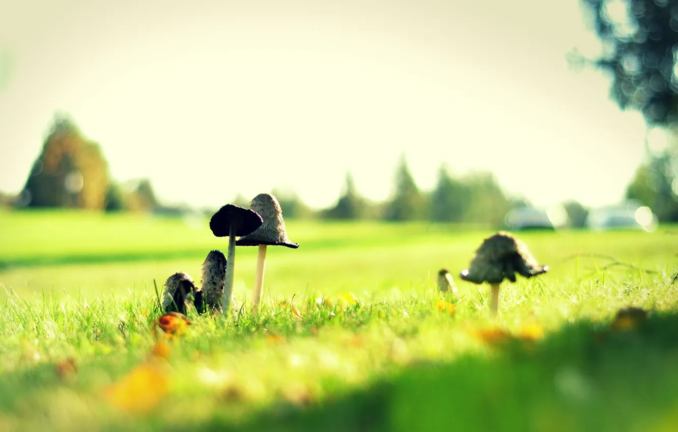Photo wallpaper grass, glade, mushrooms, toxic, green, mushrooms, poisonous