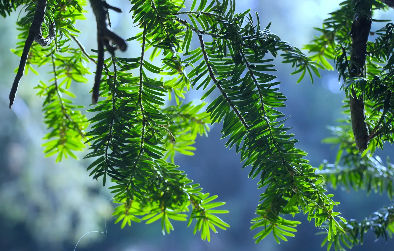 Photo wallpaper green, plant, twig