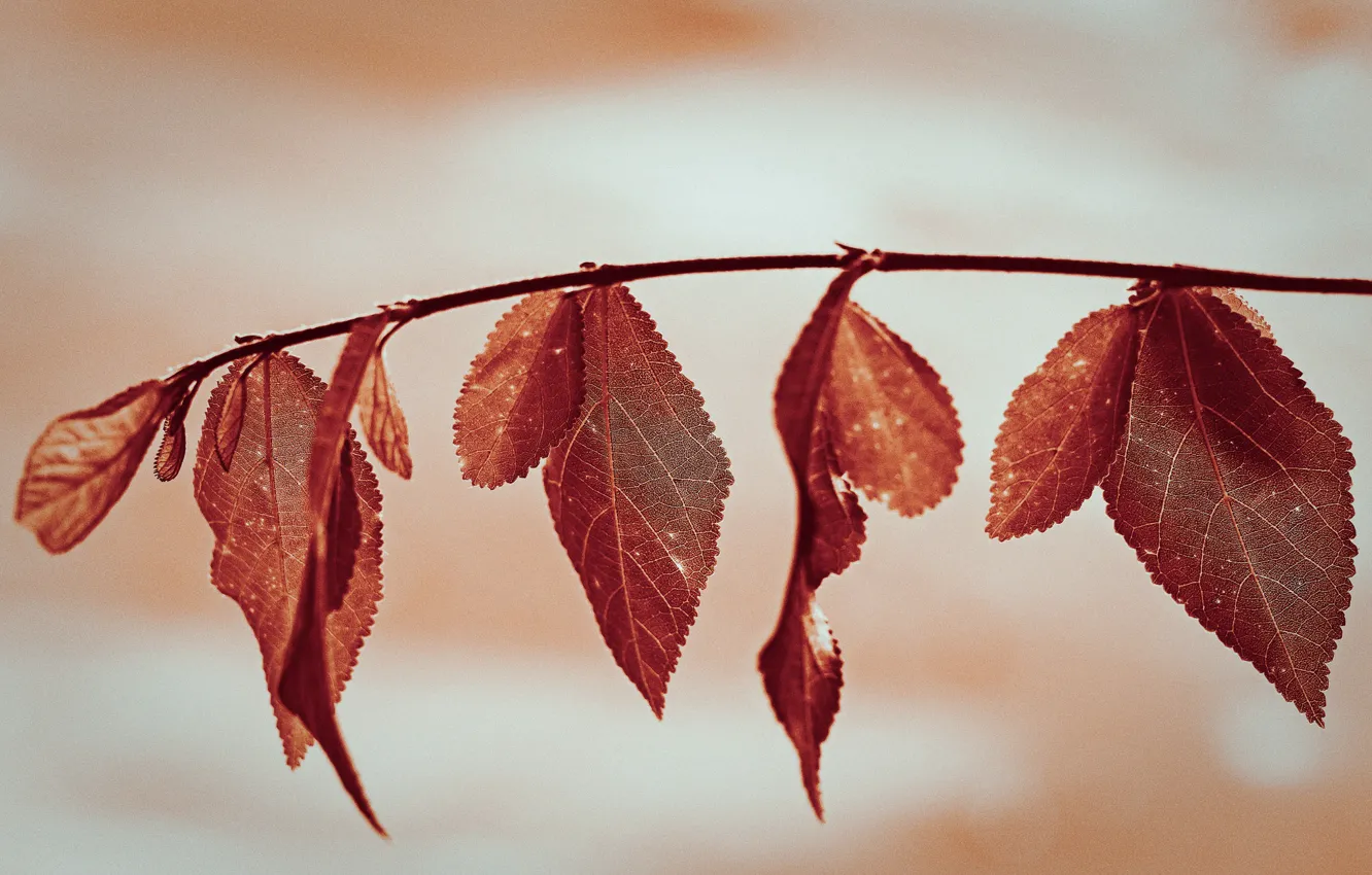 Photo wallpaper autumn, leaves, branches, the crimson