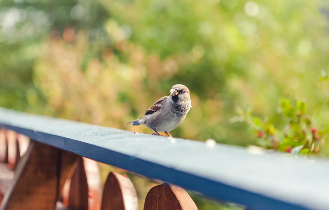 Photo wallpaper greens, bird, Board, feathers, blur, Sparrow
