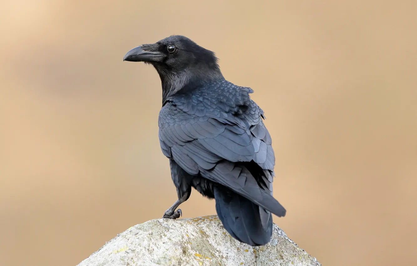 Photo wallpaper feathers, beak, Raven
