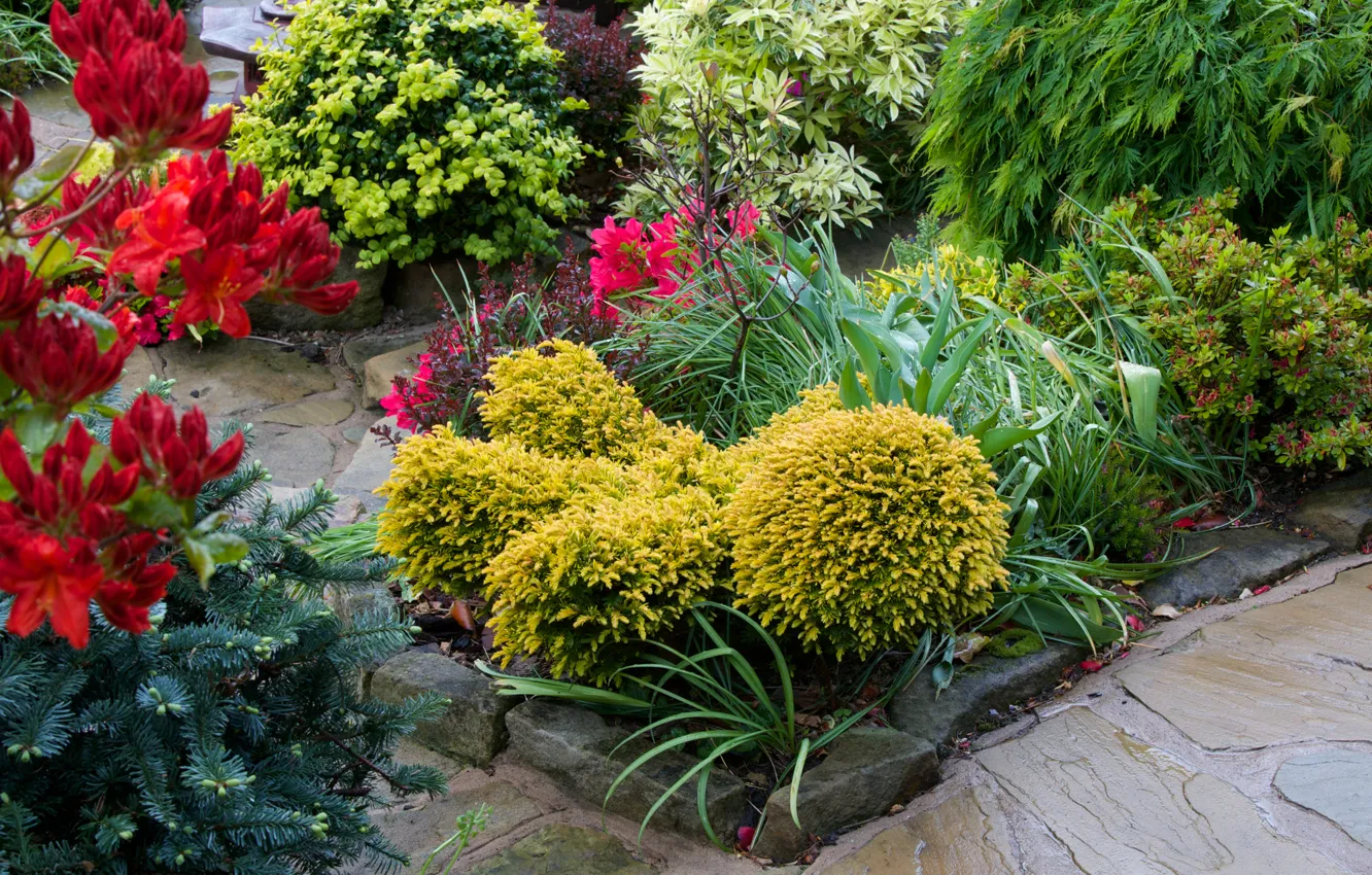 Photo wallpaper flowers, England, garden, the bushes, alstremeria, Walsall Garden