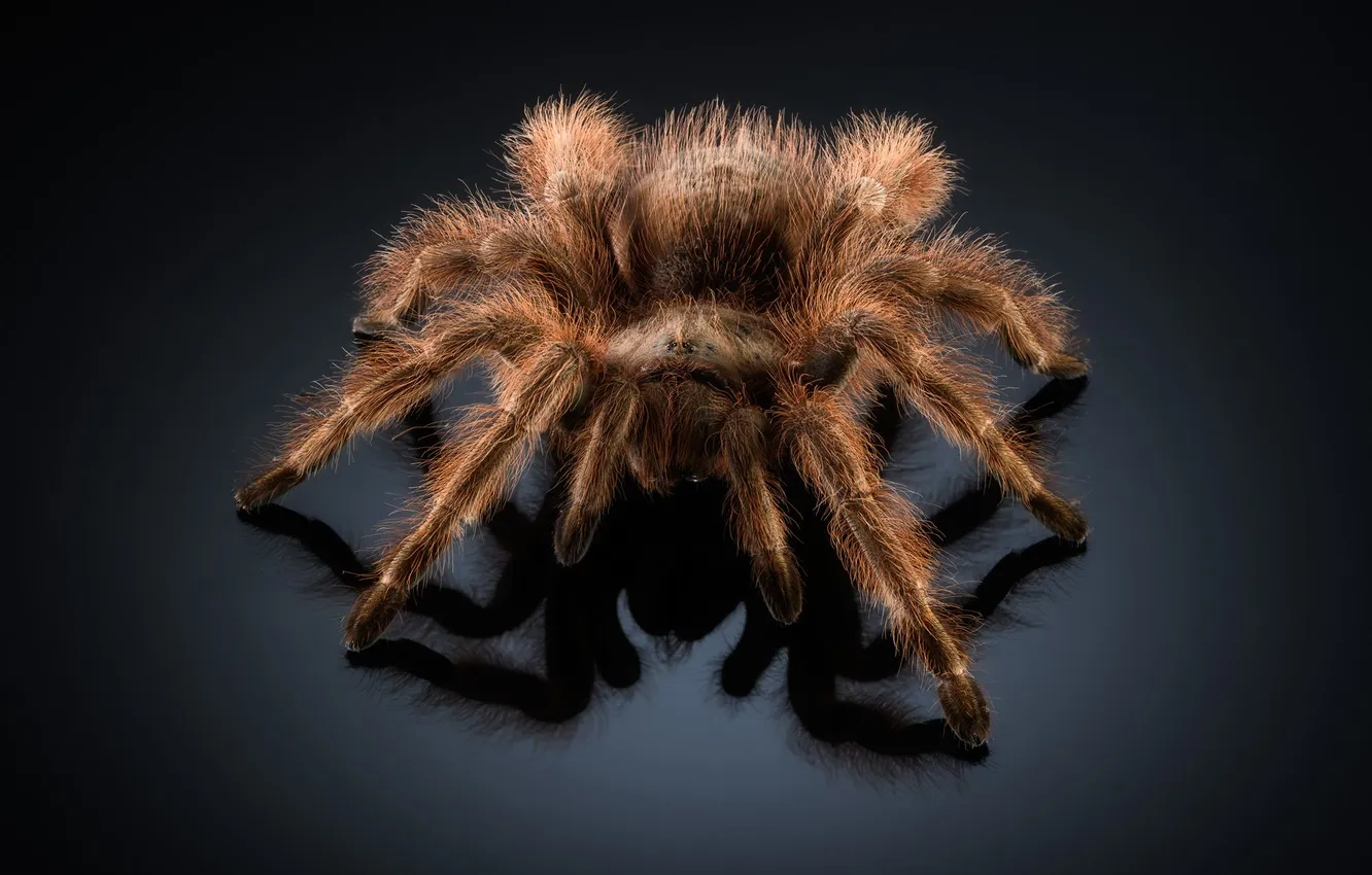 Photo wallpaper macro, the dark background, spider, insect, Tarantula, Anton Rostov, grammostola rosea
