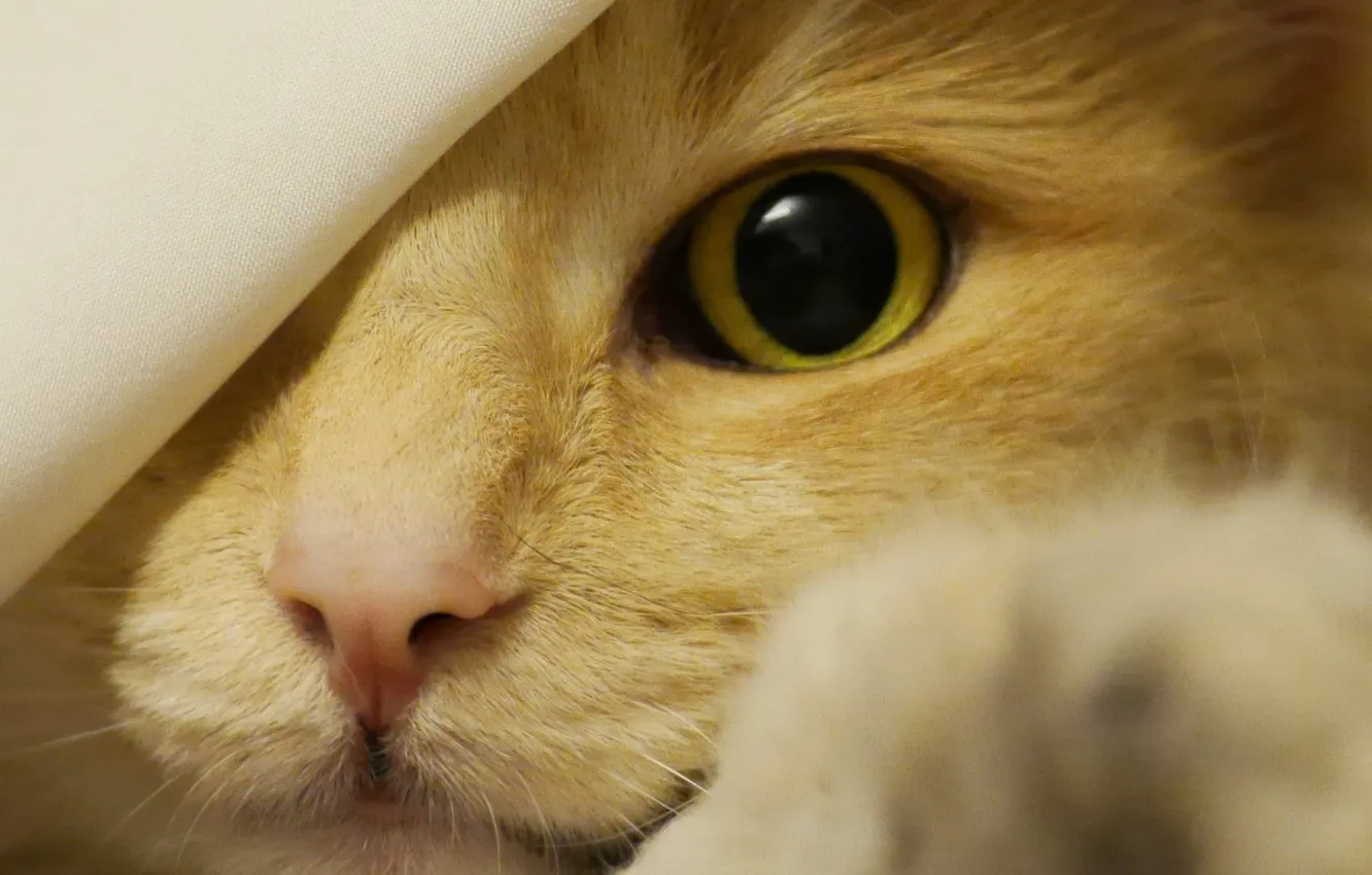 Photo wallpaper cat, eyes, nose, foot, spying