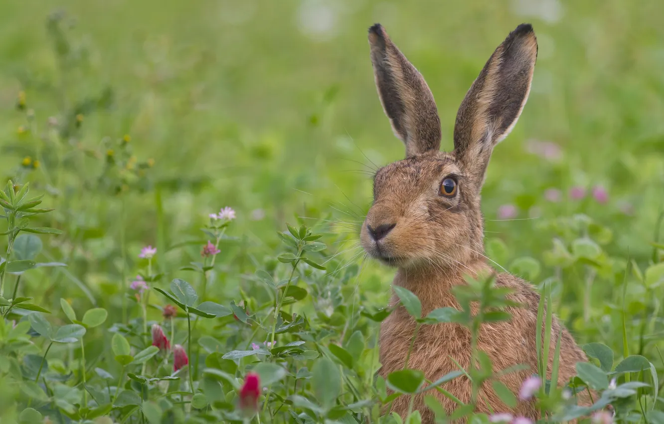 Photo wallpaper grass, flowers, hare, meadow