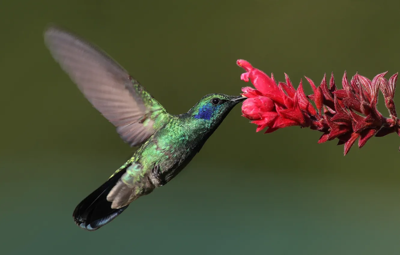 Photo wallpaper flower, macro, bird, Hummingbird, bird, Hummingbird