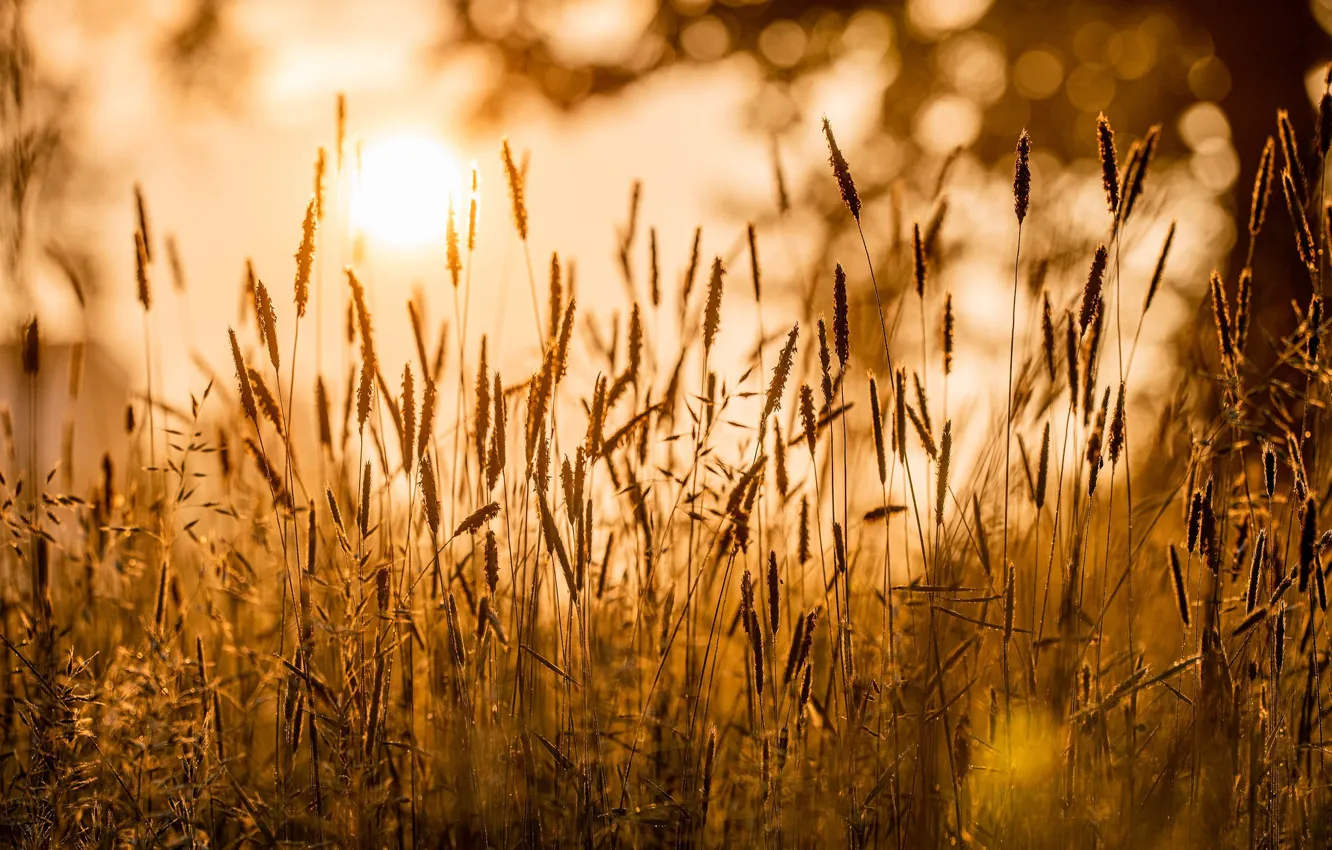 Photo wallpaper field, grass, the sun, rays, light, nature, glare, mood