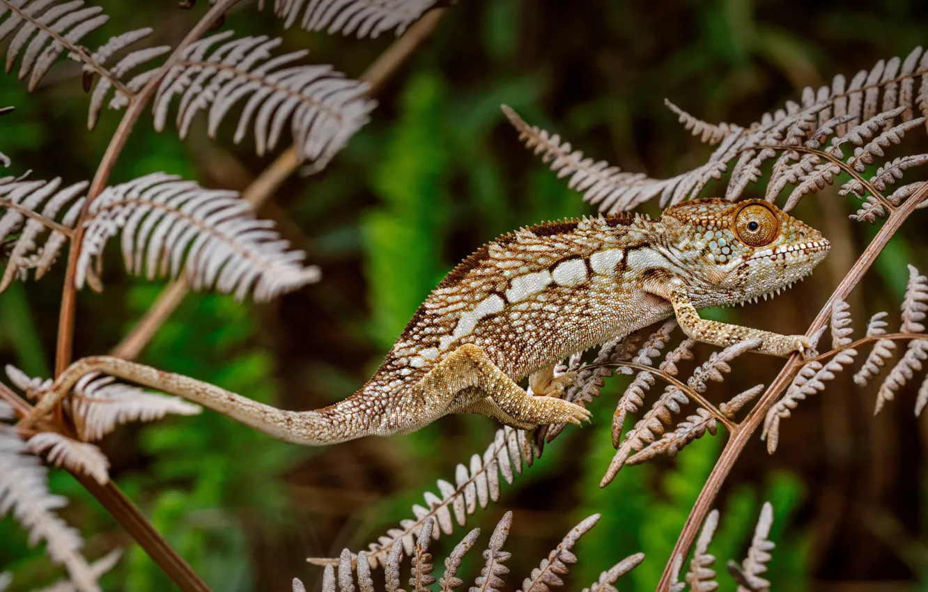 Photo wallpaper animal, chameleon, Lizards, Panther chameleon