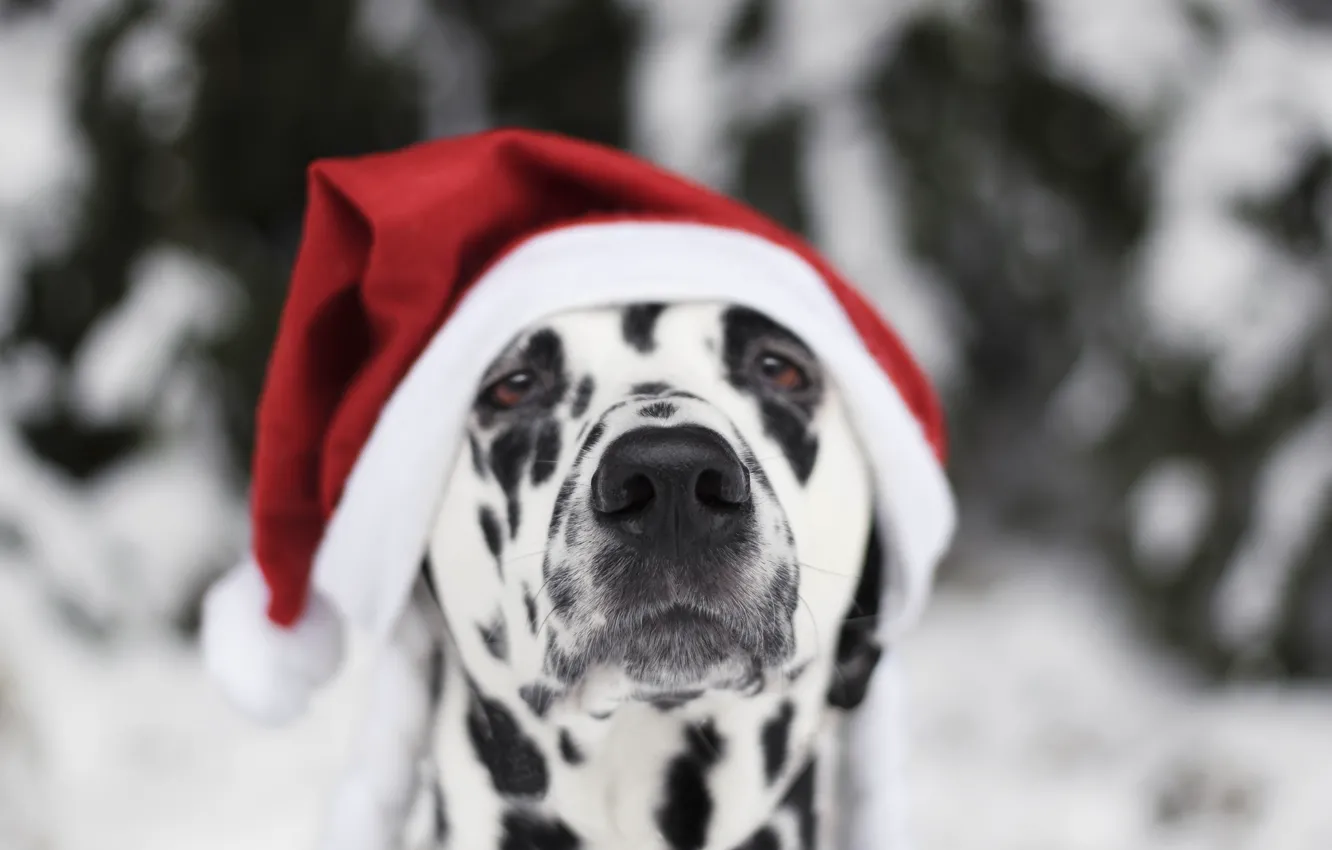 Photo wallpaper snow, dog, New Year, Christmas, Christmas, dog, 2018, Merry Christmas