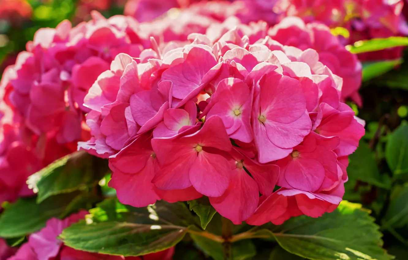 Photo wallpaper summer, leaves, flowers, close-up, pink, petals, flowering, inflorescence