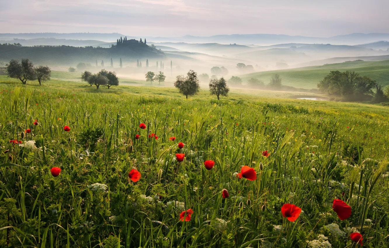 Photo wallpaper field, trees, landscape, nature, hills, Italy, Tuscany