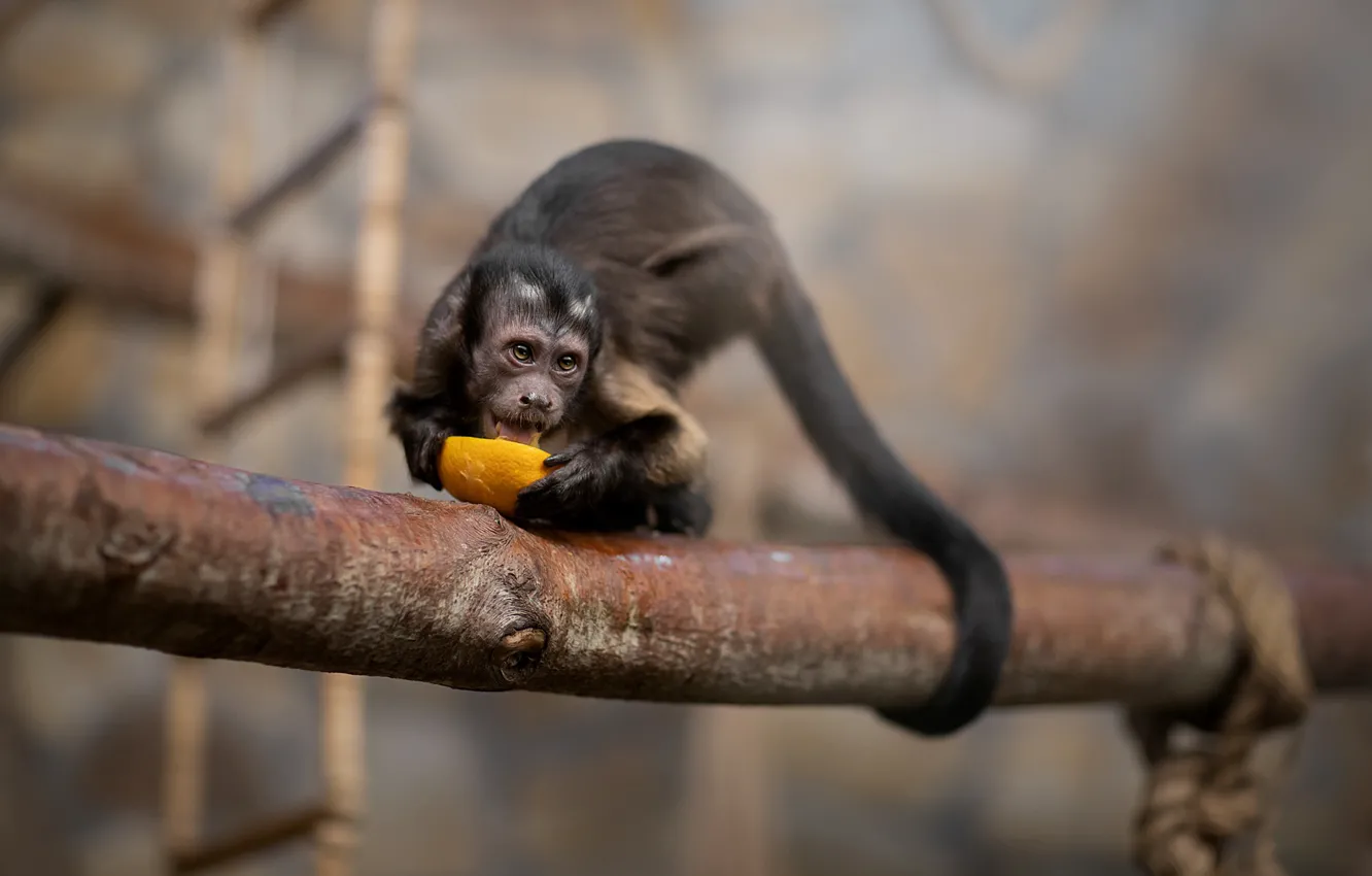 Photo wallpaper orange, Breakfast, monkey, tail, bokeh, Capuchin