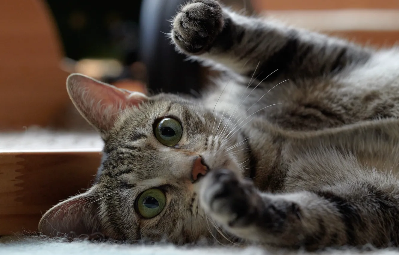 Photo wallpaper cat, look, legs, muzzle, cat