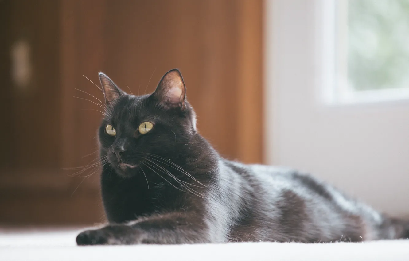 Photo wallpaper cat, black, lies