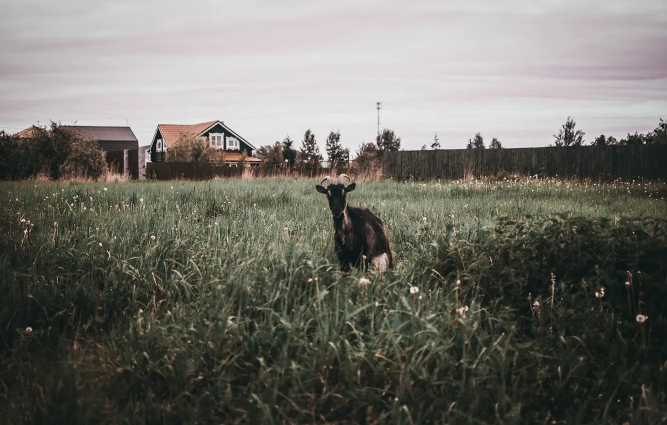 Photo wallpaper landscape, animal, glade, village, village, goat, cottage, walking