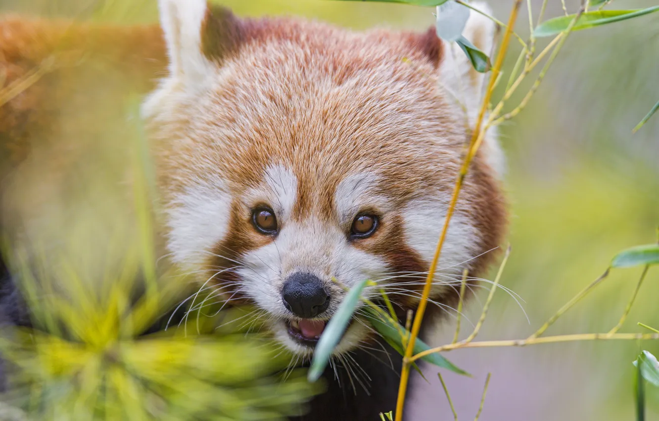 Photo wallpaper branch, bamboo, red Panda, firefox, red Panda, ©Tambako The Jaguar