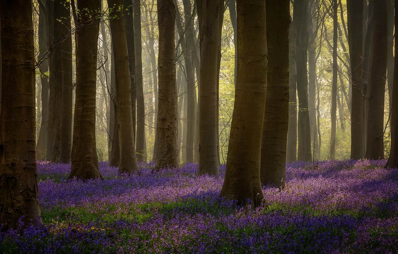 Photo wallpaper forest, light, trees, branches, glade, spring, trunk, Purple flowers