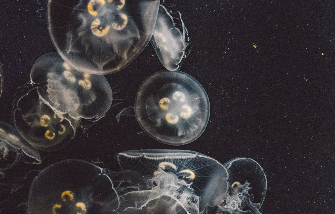 Photo wallpaper dark, USA, United States, Jellyfish, Marine, water, California, creature