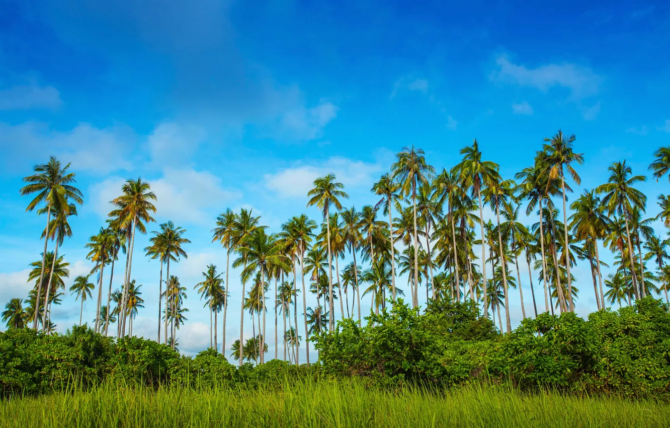 Photo wallpaper greens, the sky, grass, clouds, trees, tropics, palm trees, the bushes