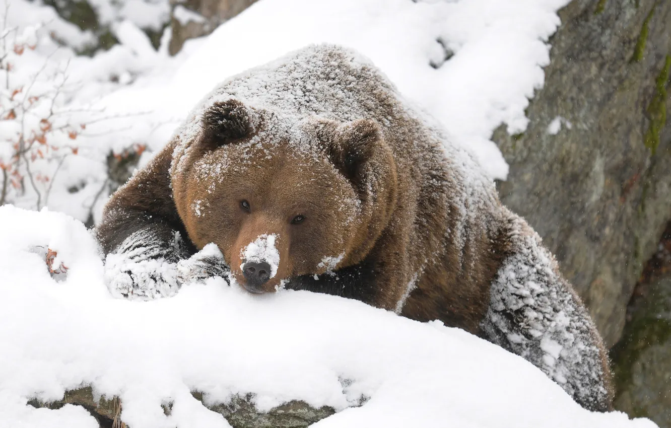 Photo wallpaper winter, bear, grizzly