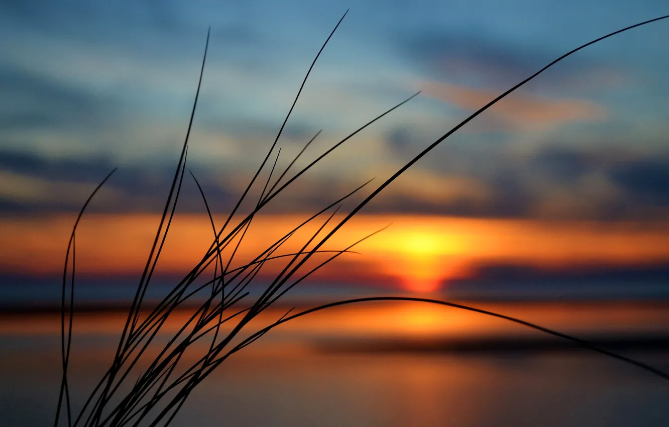 Photo wallpaper the sky, grass, clouds, sunset, plant
