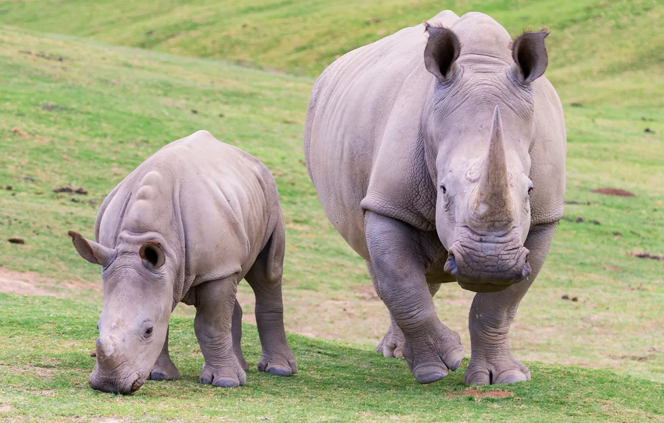 Photo wallpaper nature, two, pair, cub, Rhino, mother, two rhinoceros