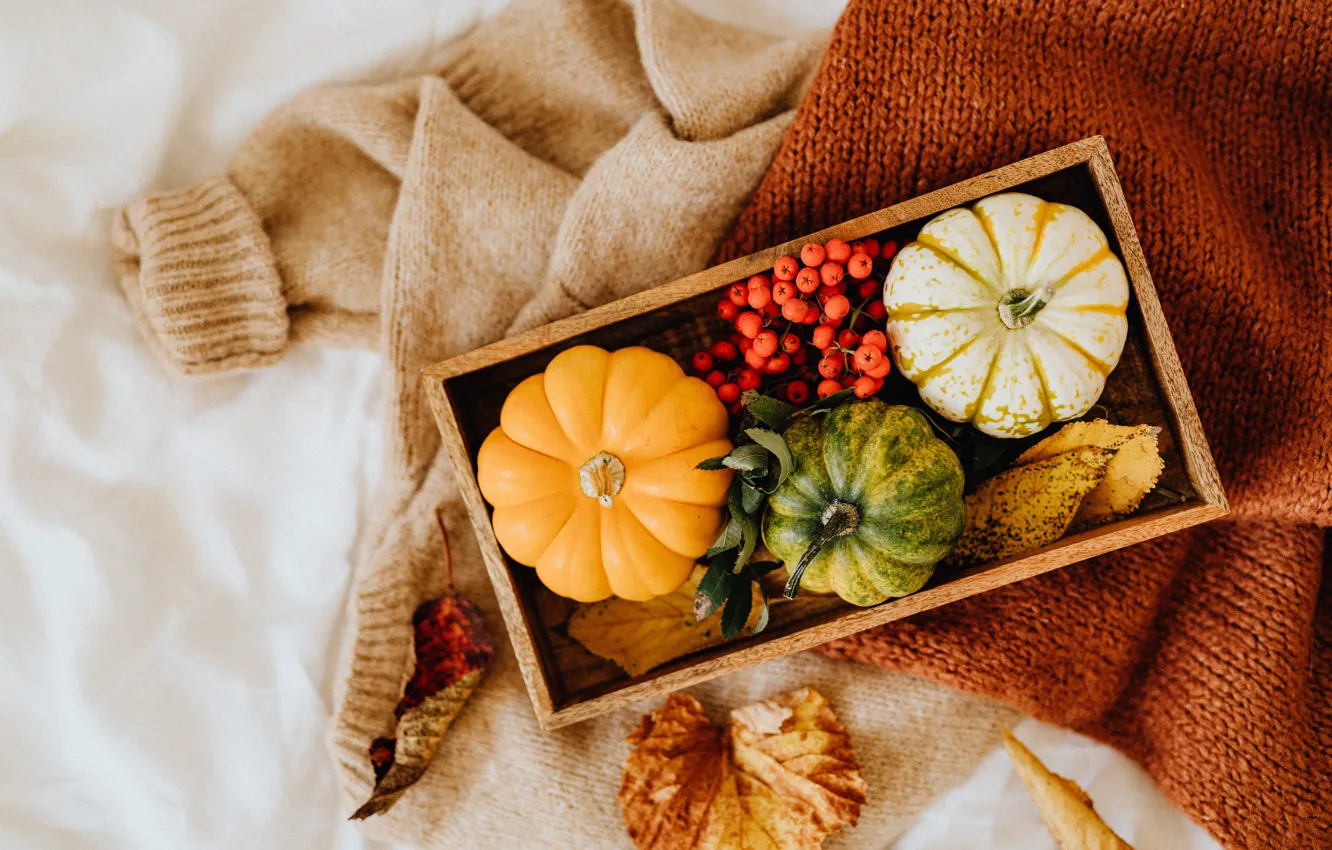 Photo wallpaper autumn, comfort, berries, clothing, scarf, pumpkin, box, jacket