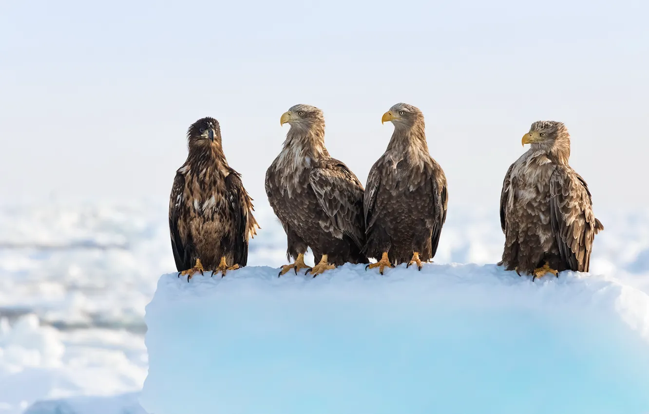 Photo wallpaper snow, bird, eagle