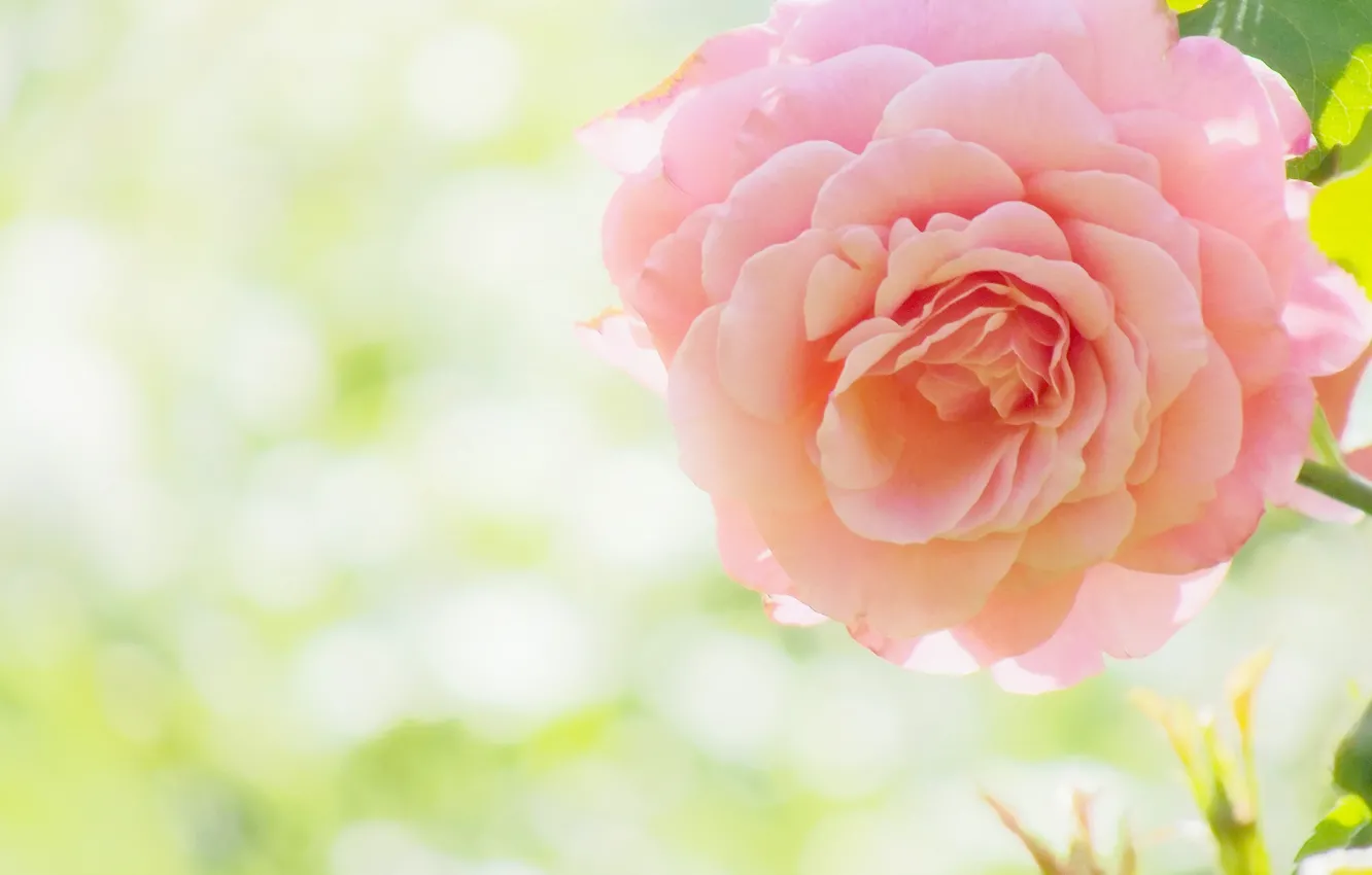 Photo wallpaper macro, roses, buds, bokeh