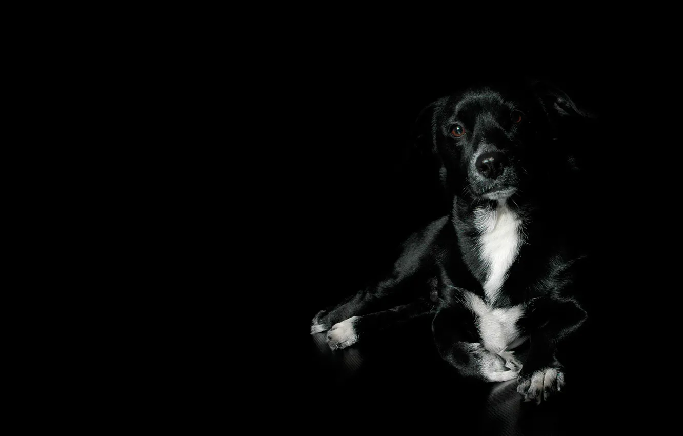 Photo wallpaper black, dog, beautiful