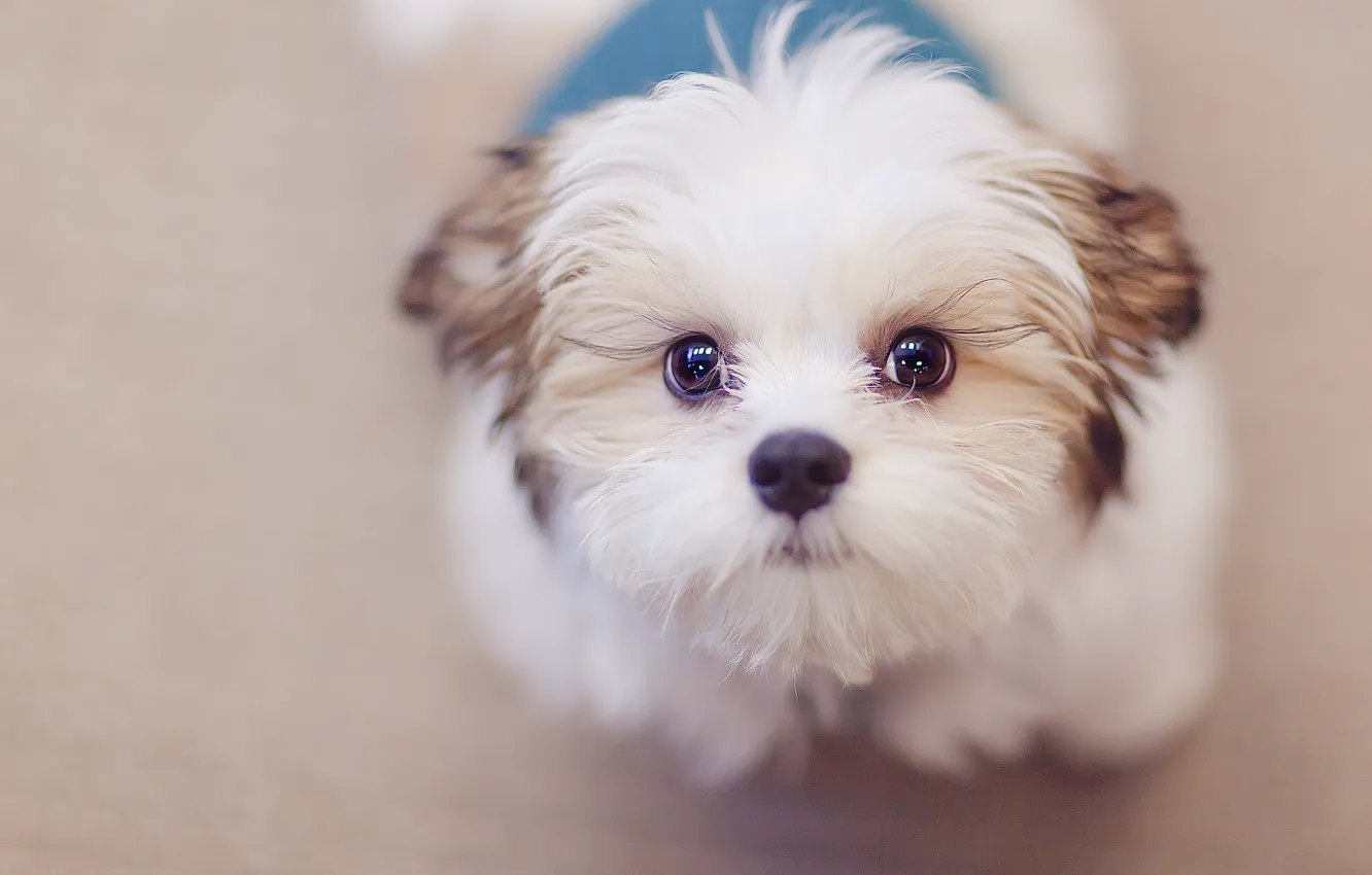 Photo wallpaper look, background, each, dog