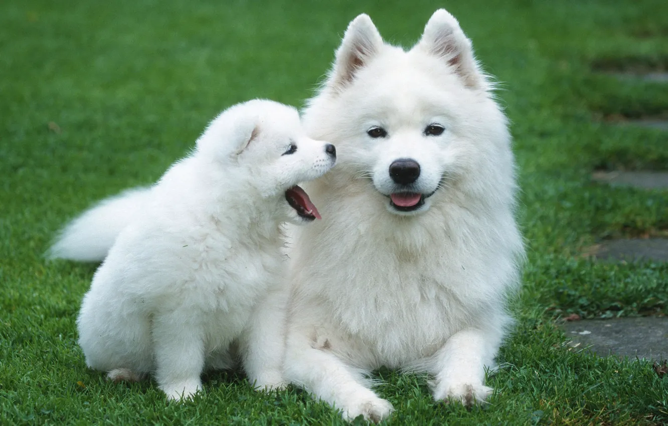 Photo wallpaper dogs, grass, lawn, puppy, fluffy, white, cub, mother