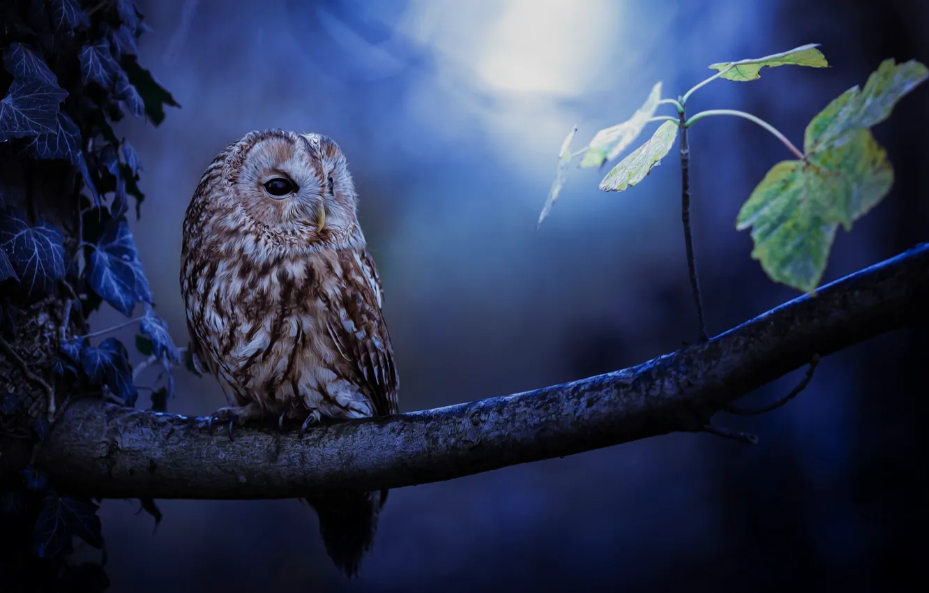 Photo wallpaper owl, foliage, branch, bokeh