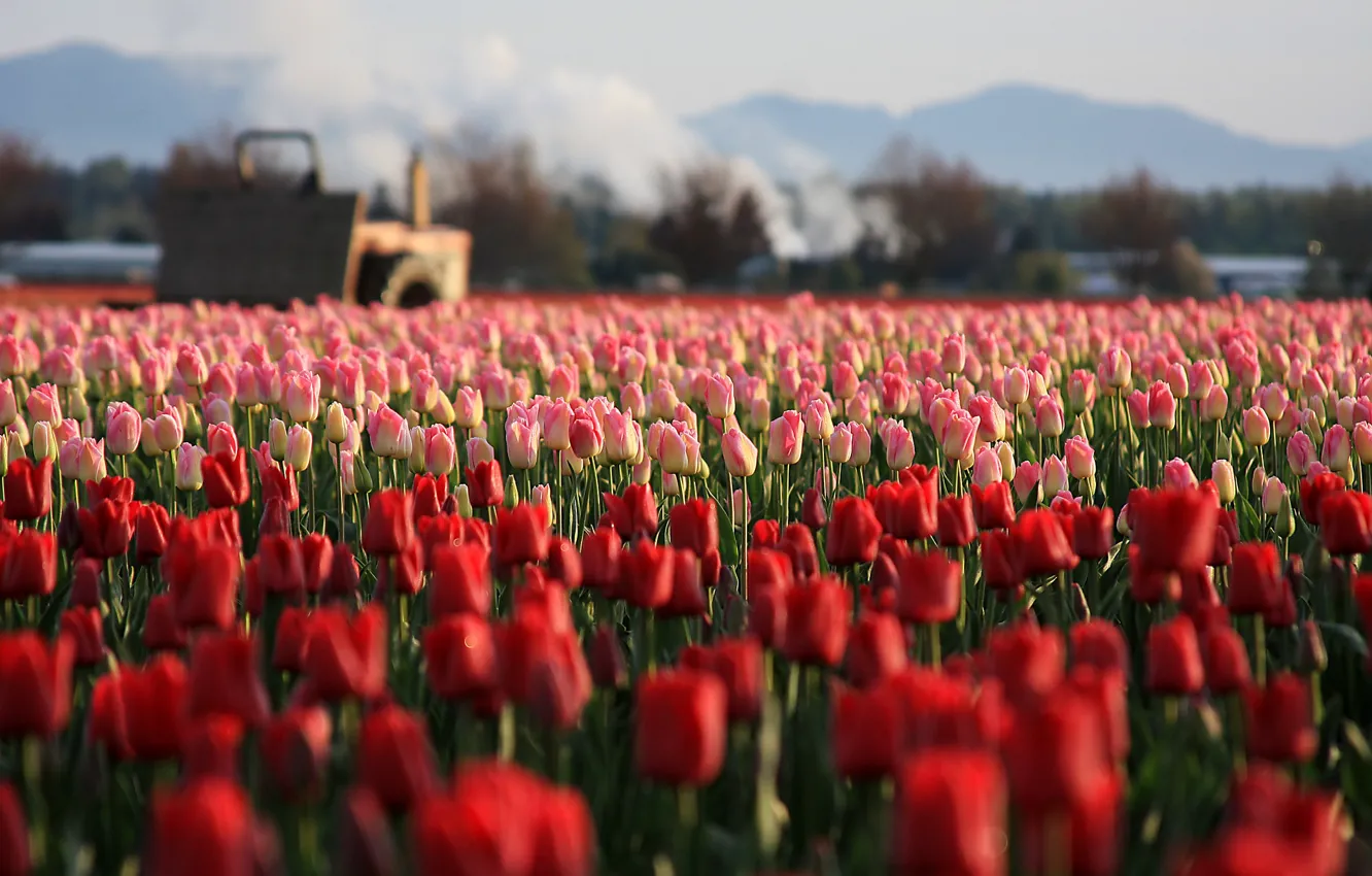 Photo wallpaper flowers, mountains, red, spring, tractor, tulips, pink, buds