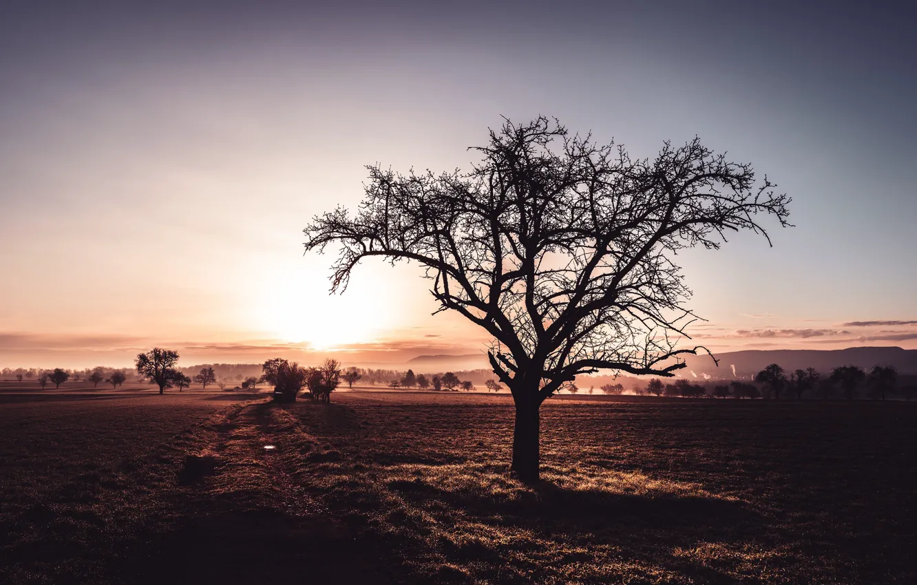 Photo wallpaper field, trees, morning