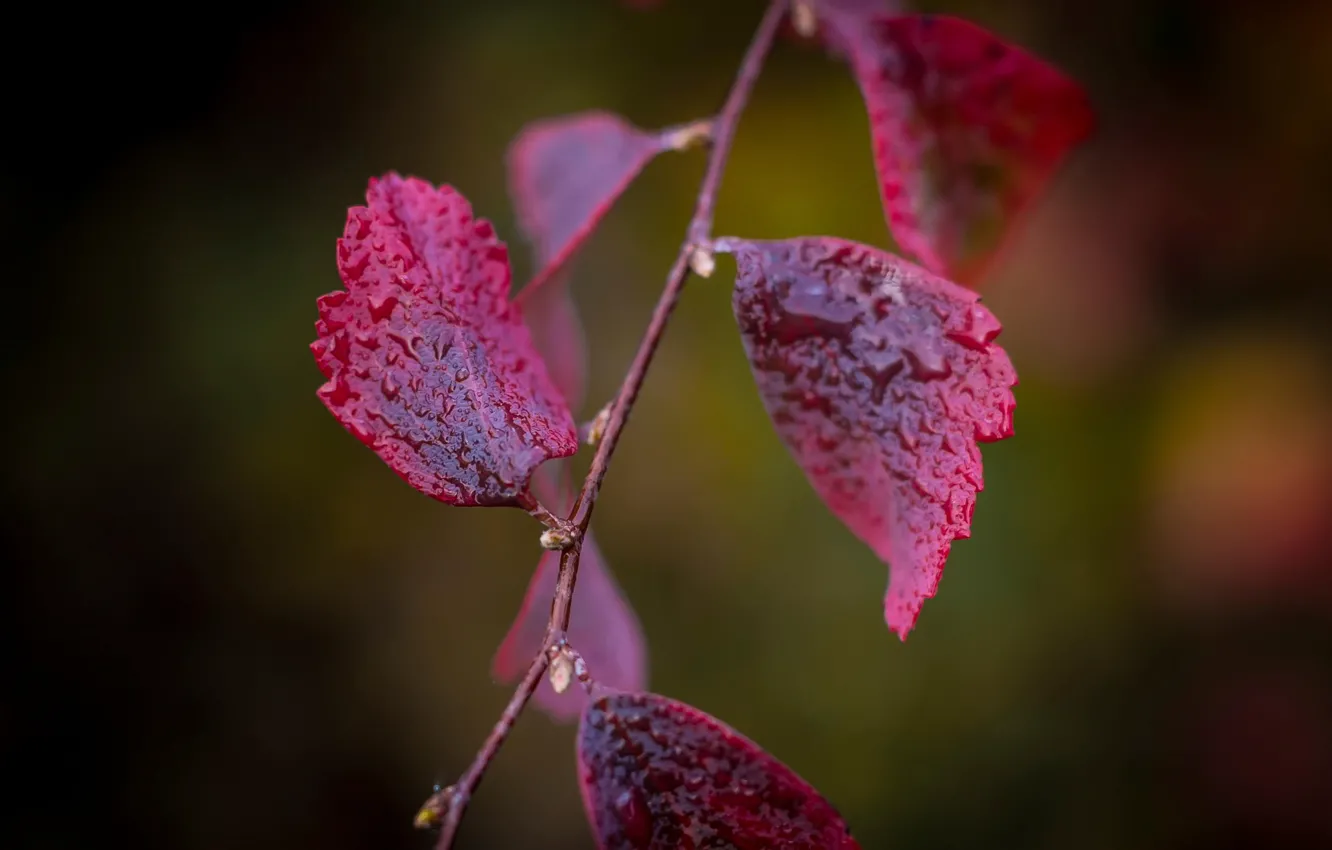 Photo wallpaper leaves, branches, red