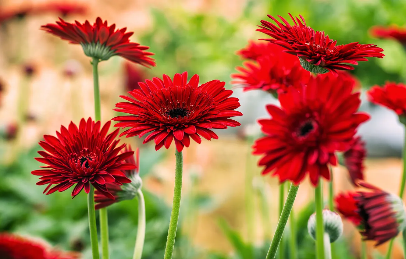 Photo wallpaper flowers, red, bright, gerbera, flowering