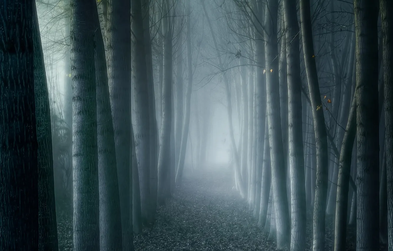 Photo wallpaper forest, trees, fog