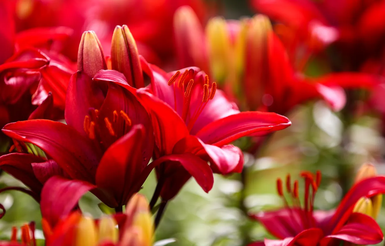 Photo wallpaper flowers, Lily, red, flowerbed