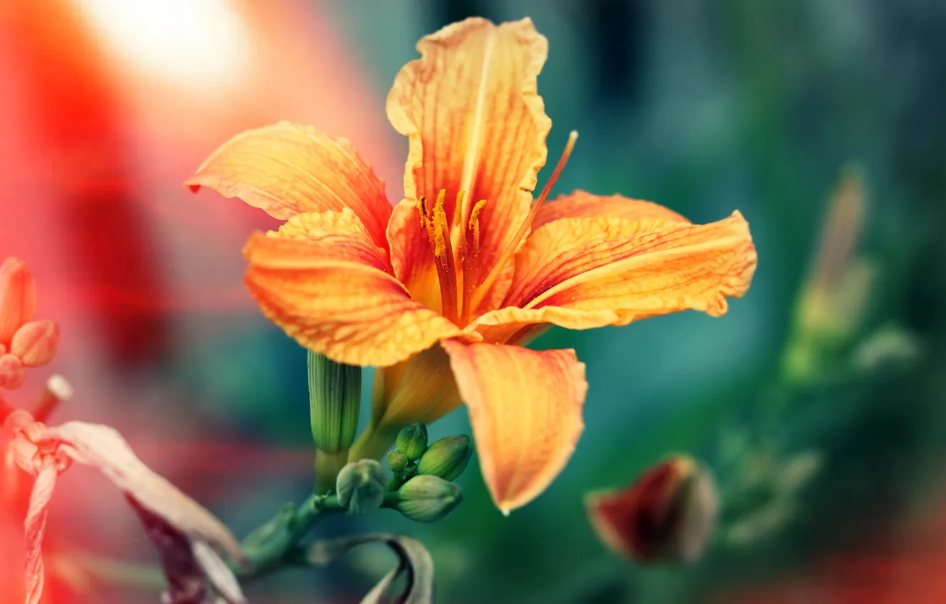 Photo wallpaper Lily, orange, petals