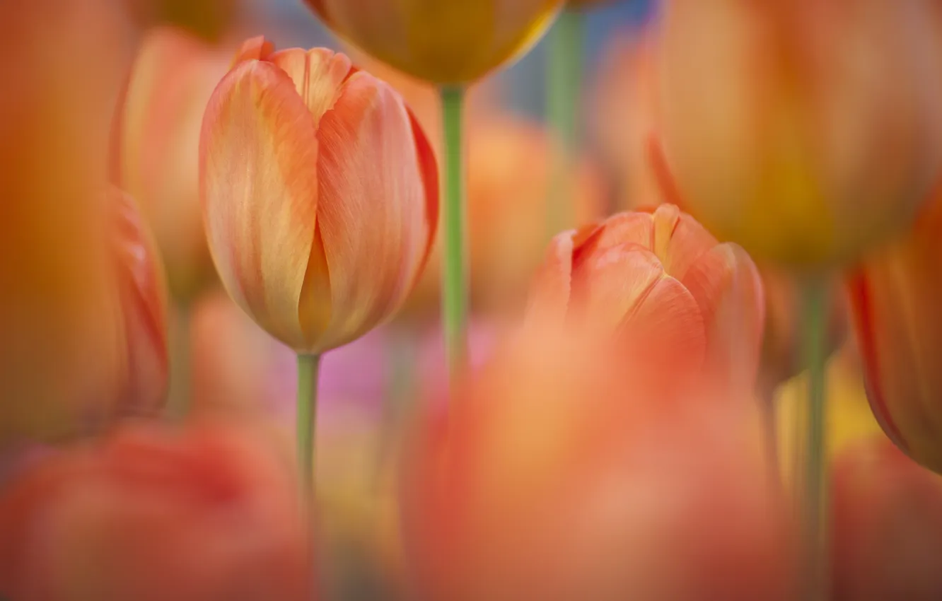 Photo wallpaper flowers, orange, nature, spring, tulips