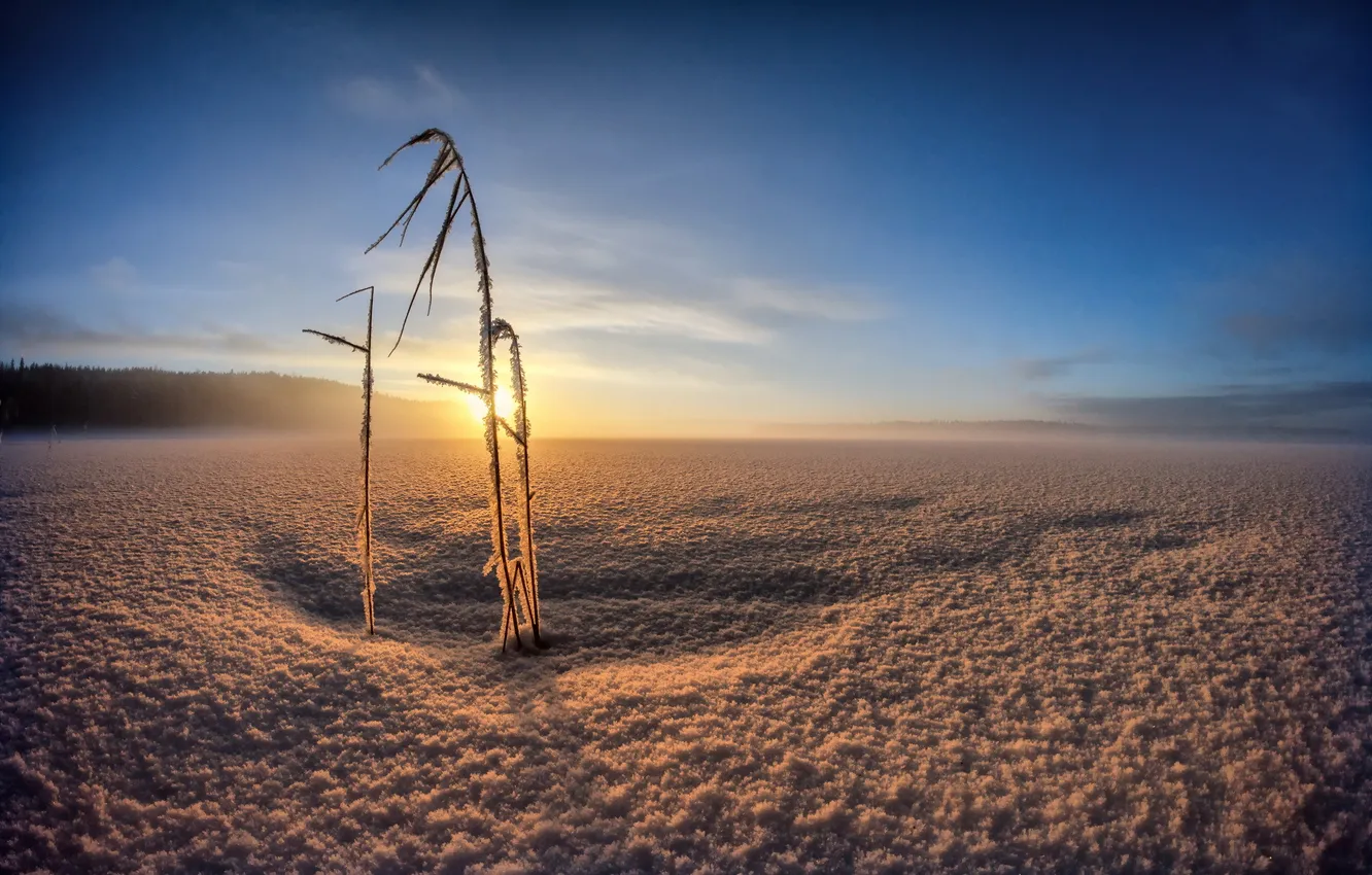 Photo wallpaper winter, field, light, morning