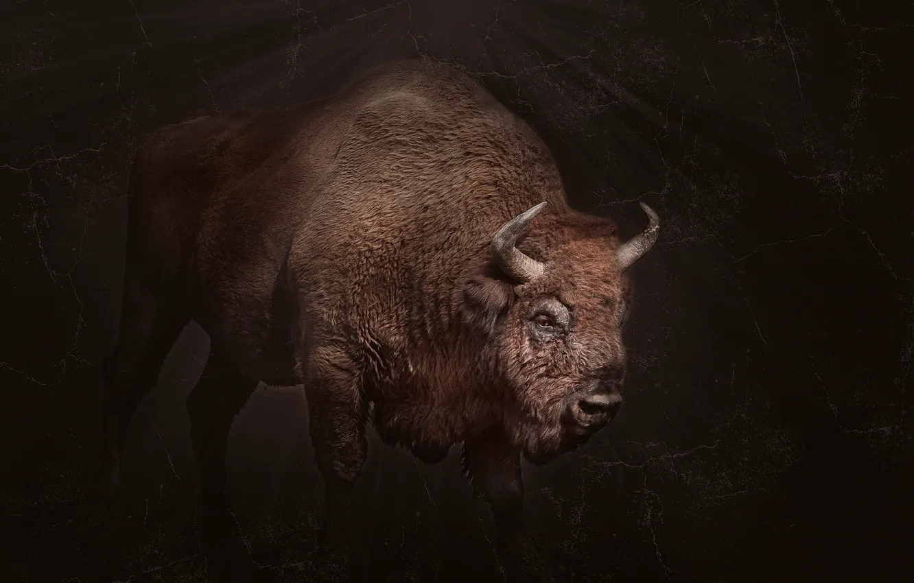 Photo wallpaper background, power, horns, Buffalo