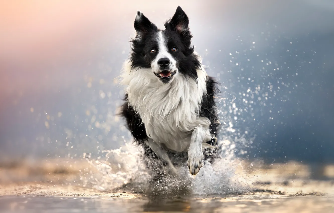 Photo wallpaper water, squirt, dog, The border collie