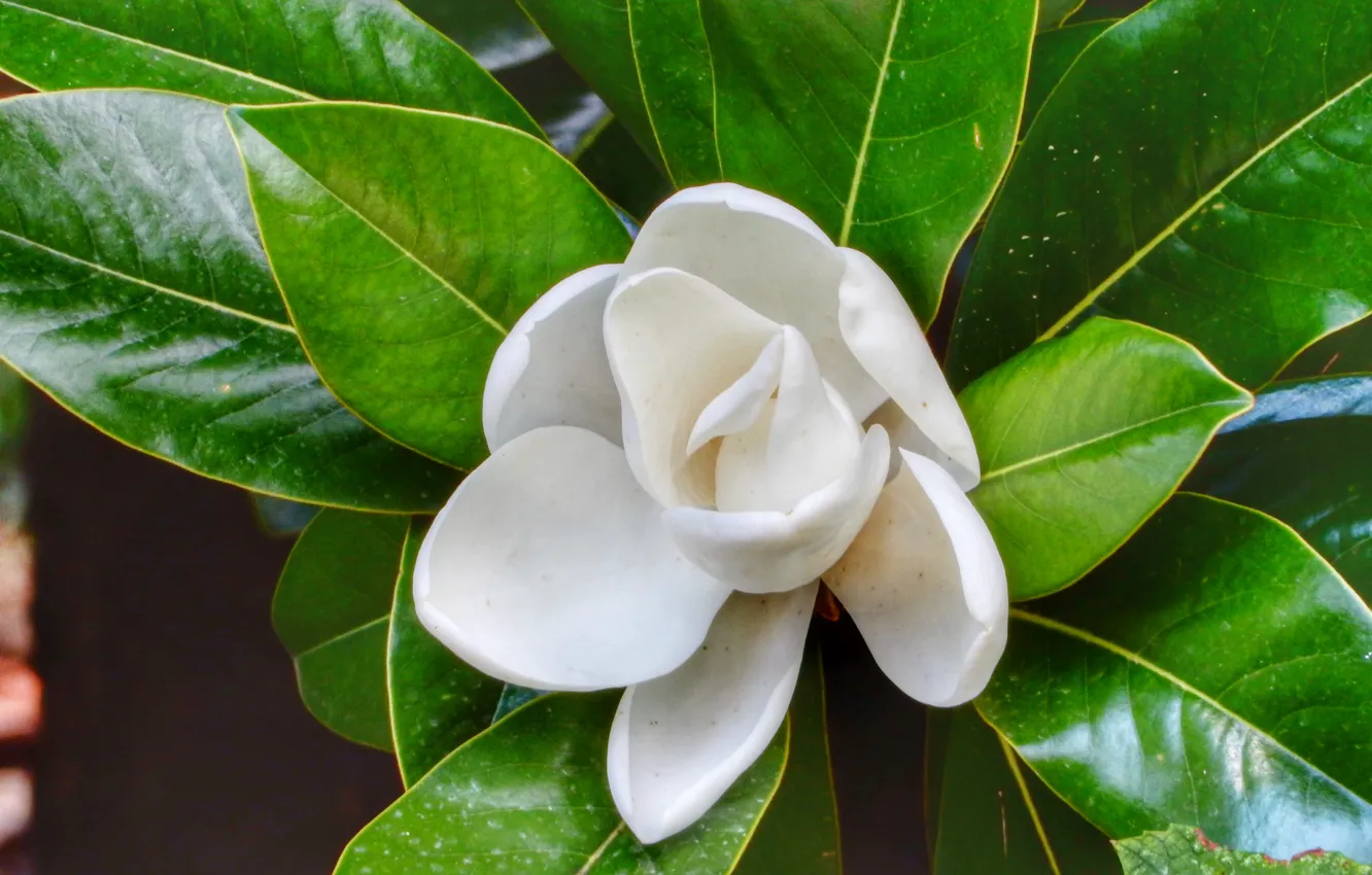 Photo wallpaper white, flowers, green, Magnolia