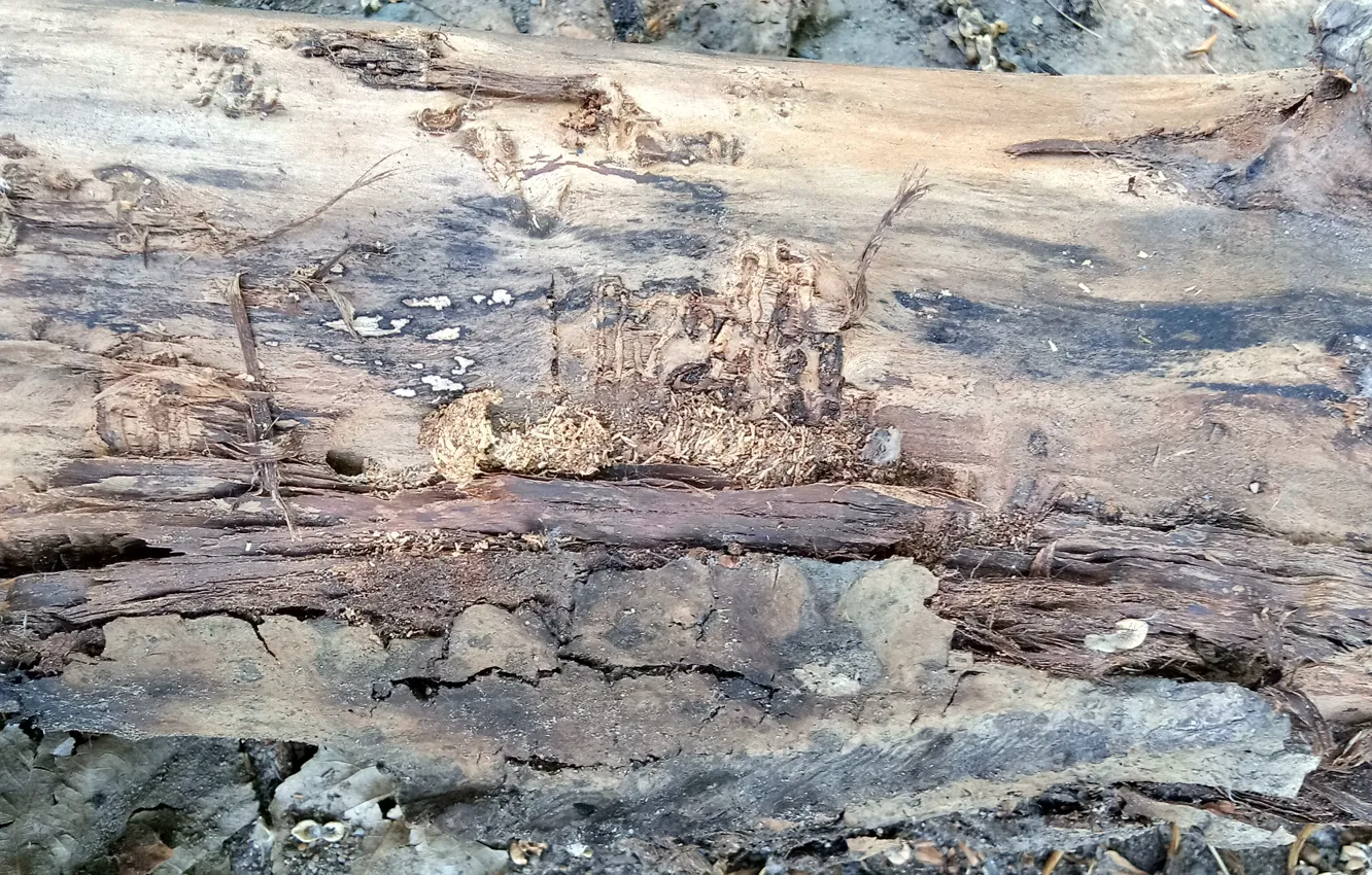 Photo wallpaper trees, texture, tree bark