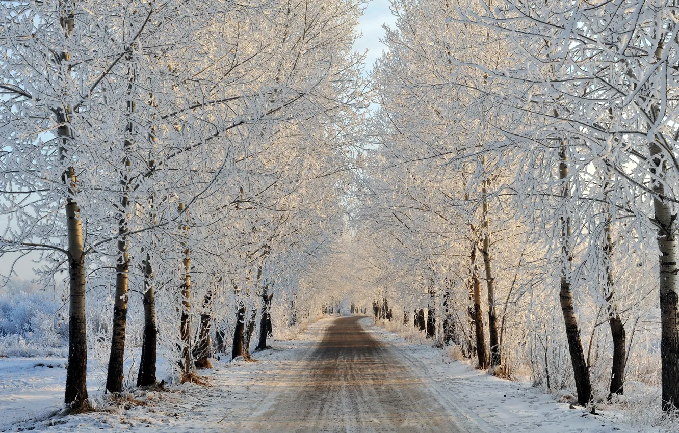 Photo wallpaper winter, road, trees, landscape