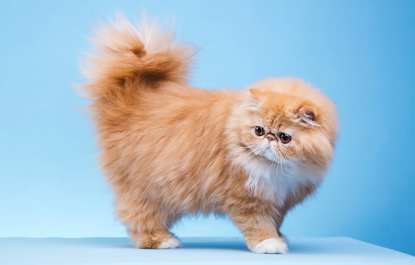Photo wallpaper cat, cat, look, pose, face